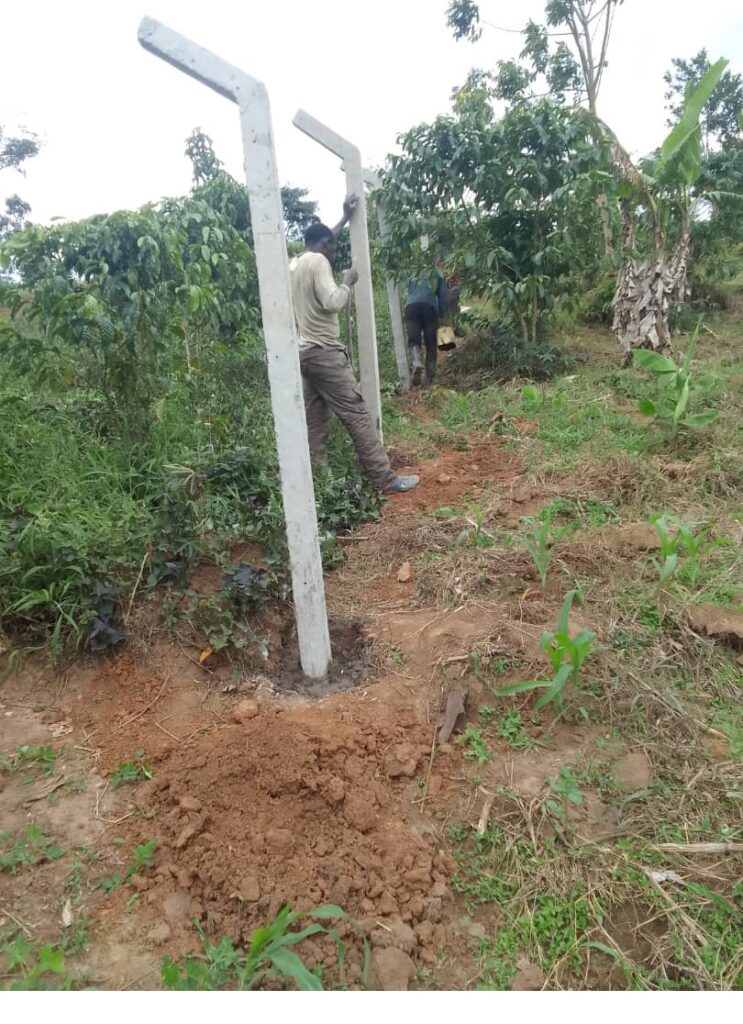 erecting fence around vegan school Uganda